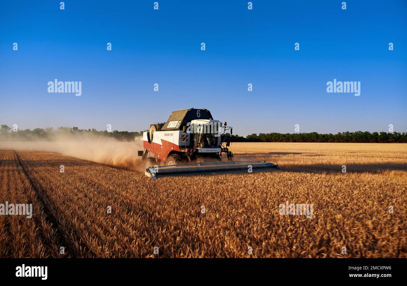Harvester works in the field. Combine Harvesting Wheat. Field field of ...