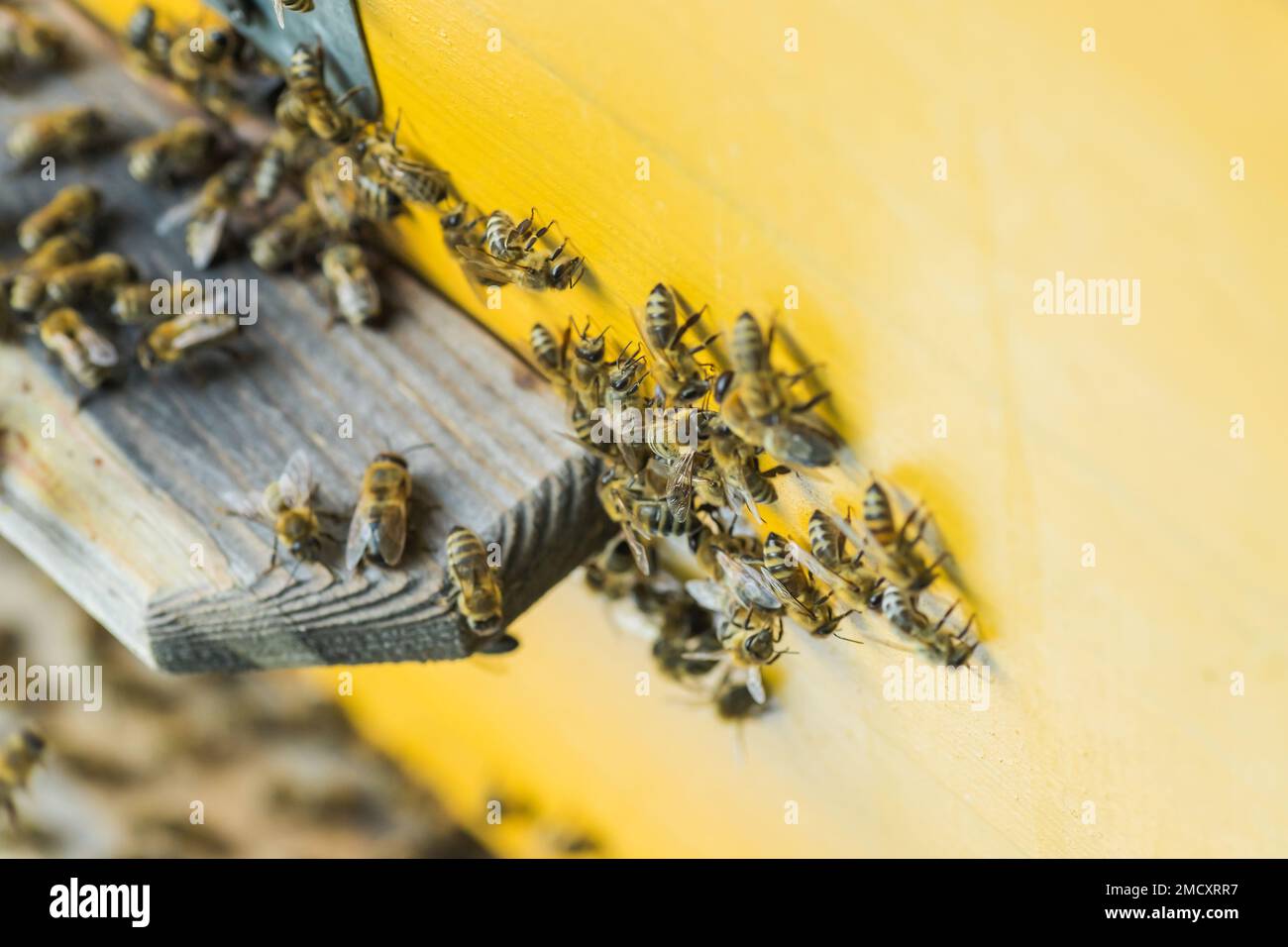 From beehive entrancebees creep out. Honey-bee colony guards the hive from looting honeydew. The bees return to the beehive after the honeyflow. Bee-g Stock Photo