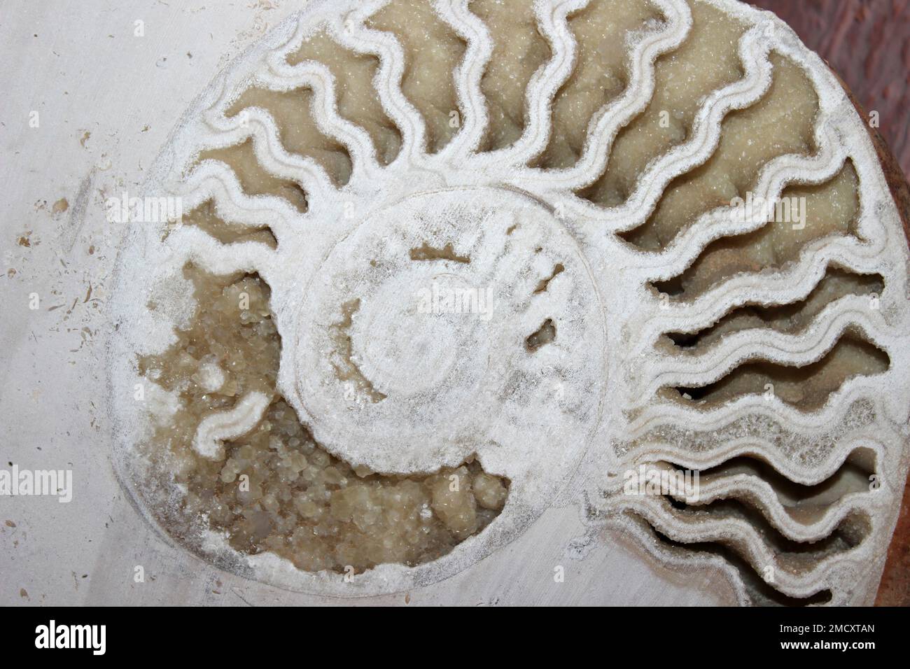 White Crystalline Filled Ammonite, Jordan Desert - possibly  Libycoceras ismaeli Stock Photo