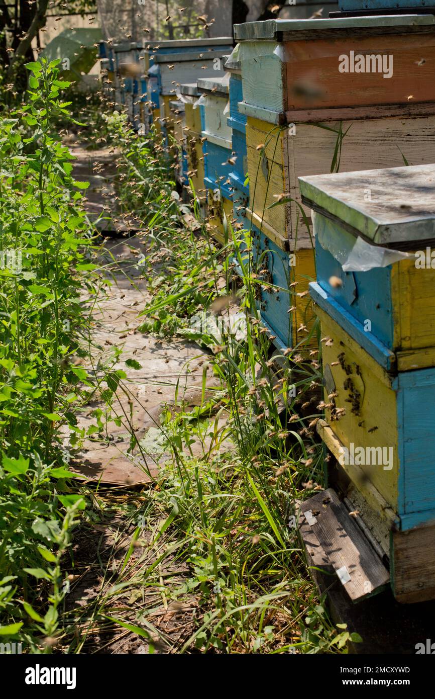 From beehive entrancebees creep out. Honey-bee colony guards the hive from looting honeydew. Colourful beehives.Beehives with bees in a honey farm Stock Photo