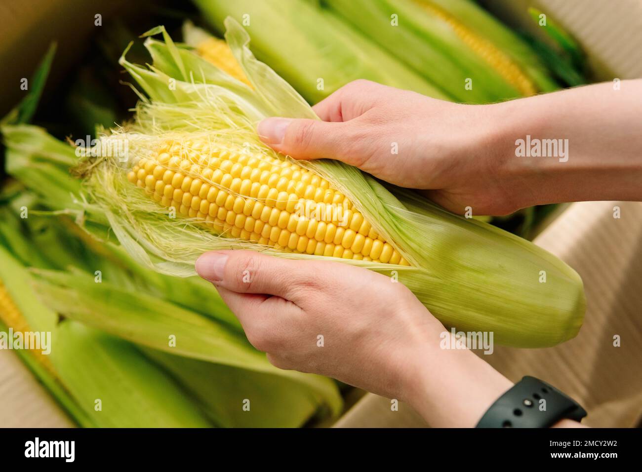 Woman's hands clean corn cob. Farmer holding corn cobs harvest in hands in corn field. A close