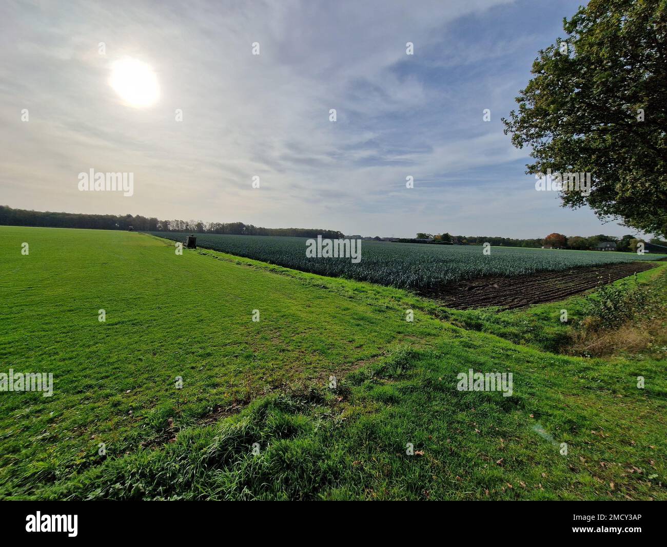 A drone view over a green agricultural field on a sunny day Stock Photo ...