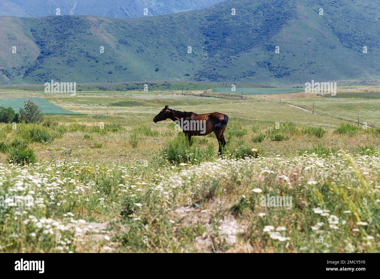 The horse is grazing on a summer corner. Farming. Grazing. Summer ...