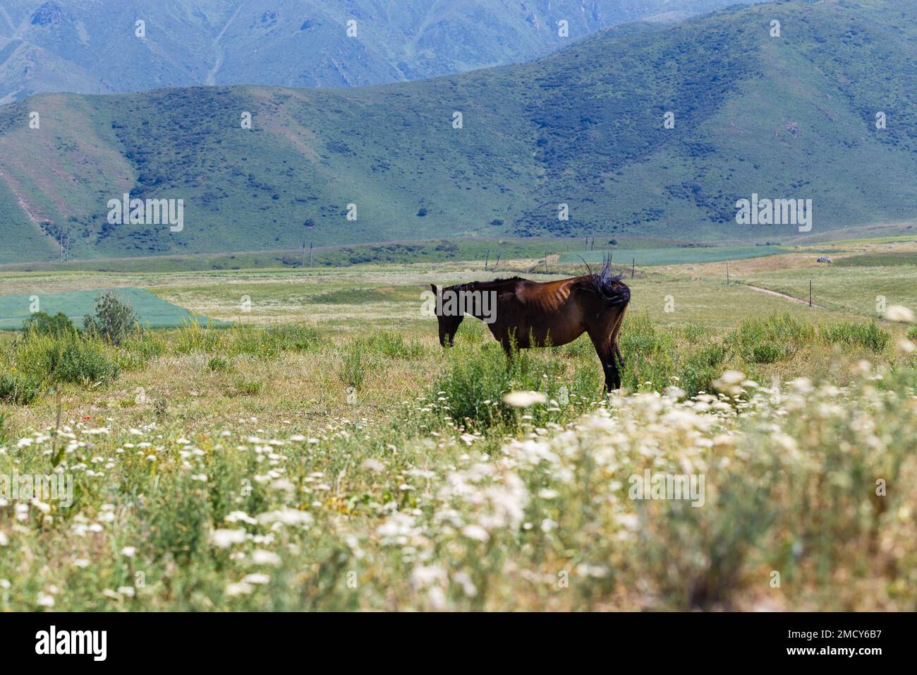 The horse is grazing on a summer corner. Farming. Grazing. Summer ...