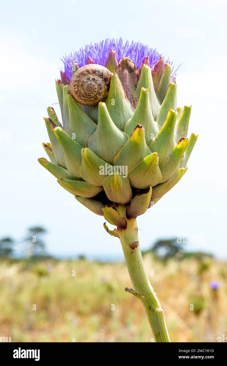 Flowering artichoke with snail in a field in northern Cyprus. Stock Photo