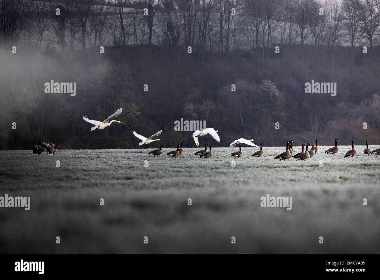 White swans fly over canadian goose sitting on frozen grass, forest in the background in Germany Stock Photo