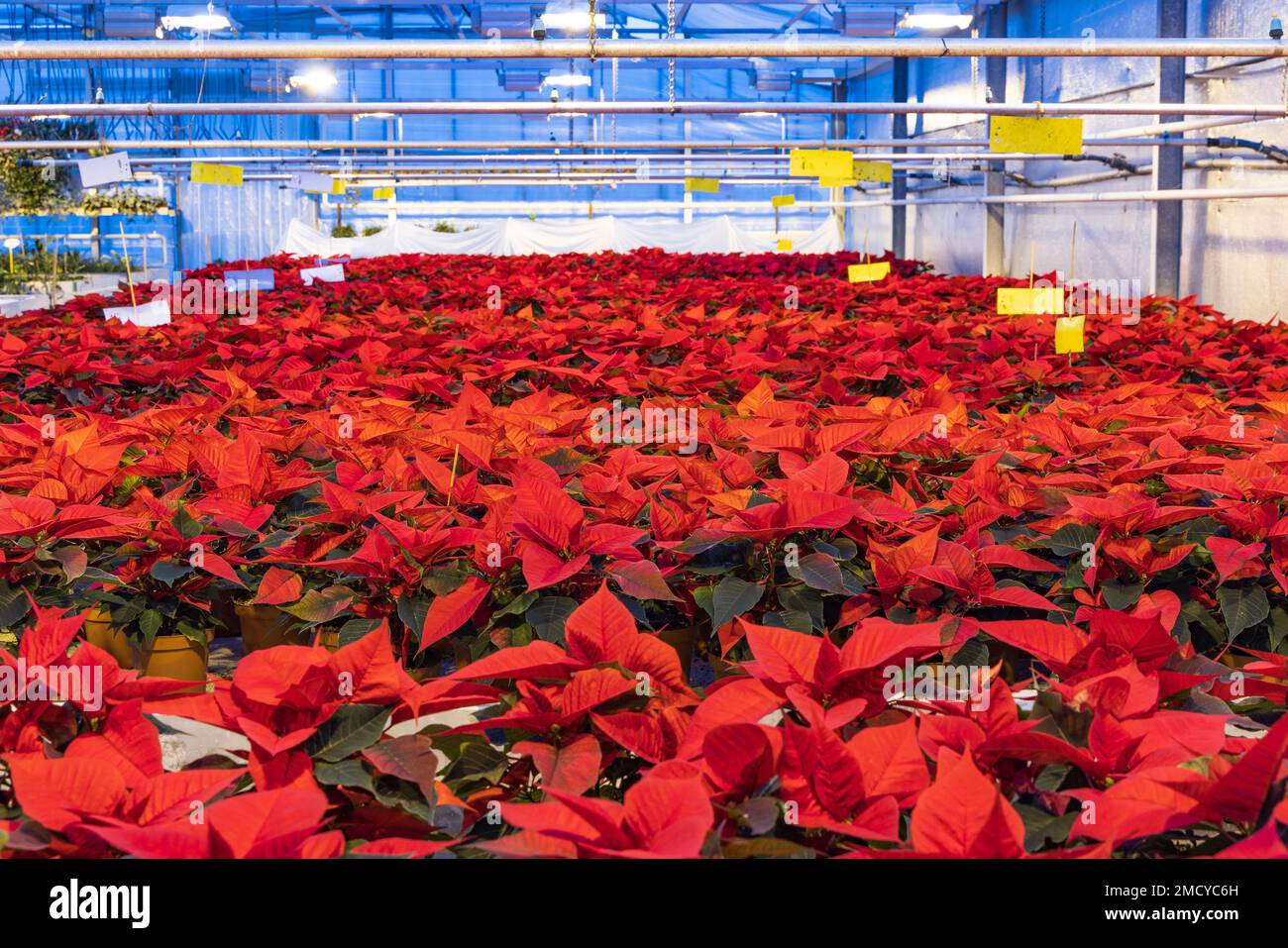 Glass house cultivating poinsettia chirstmas star plants with blue led