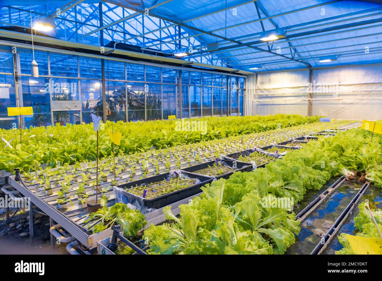 Glass house cultivating different kinds of lettuce with blue led light during the winter time which stimulates growth like natural light. Stock Photo