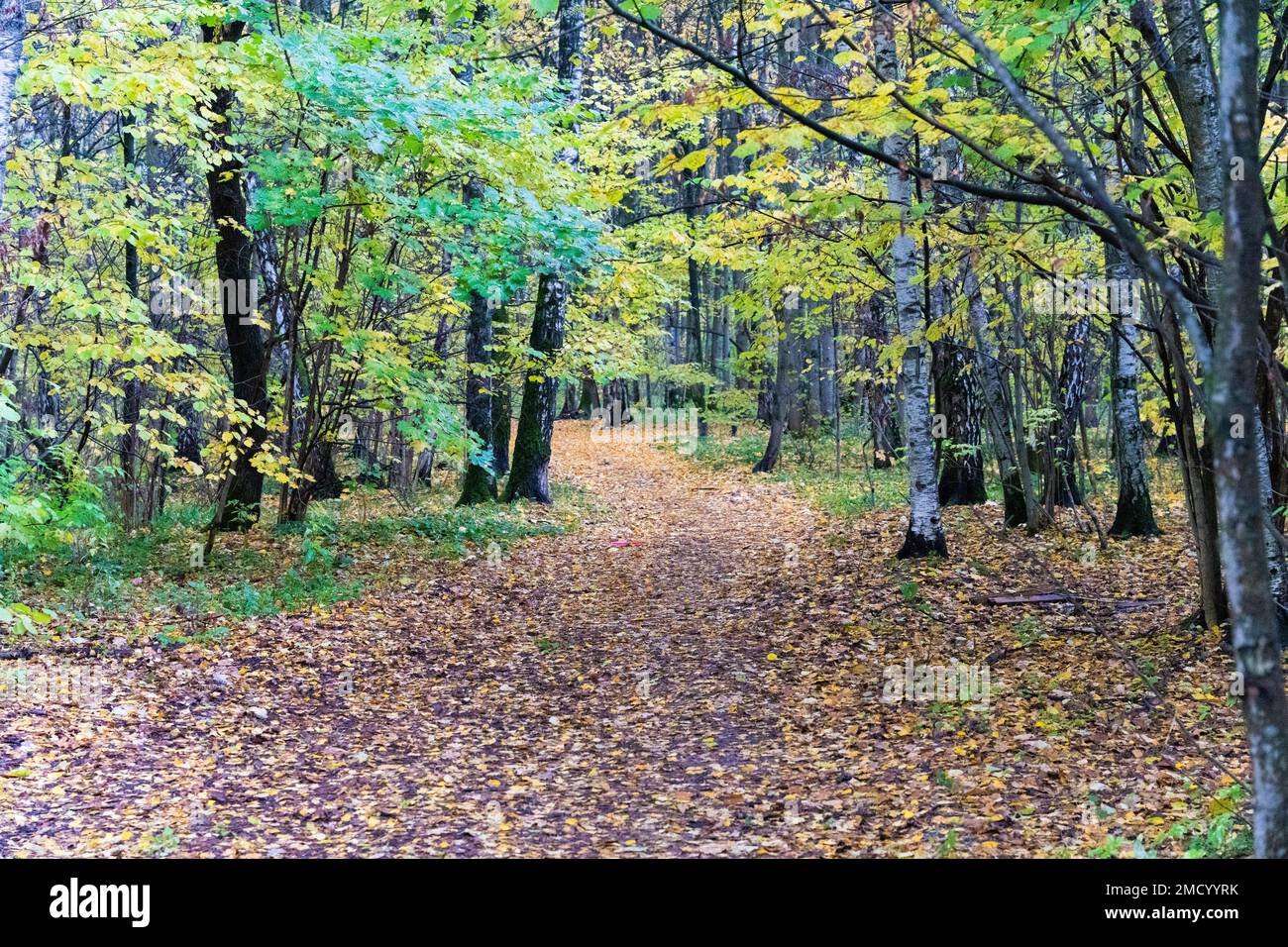 A path covered with leaves in a forest surrounded by autumn trees Stock ...