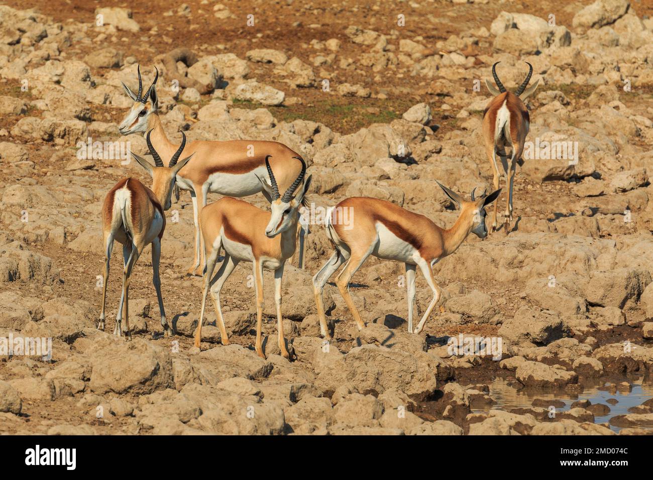 Springbok Medium size Antelope In Natural Habitat In Etosha National Springbok Medium size Antelope In Natural Habitat In Etosha National