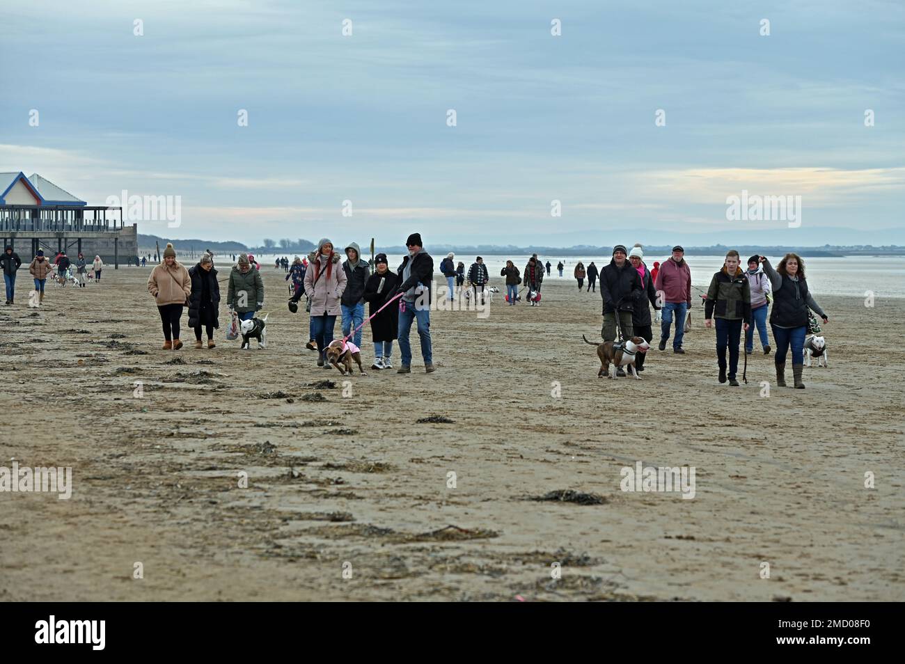 Weston Super Mare, UK. 22nd Jan, 2023. On a cold and dry afternoon a large group of dog walkers walk the sandy beach at Weston Super Mare North Somerset. Picture Credit Robert Timoney/Alamy Live News Stock Photo
