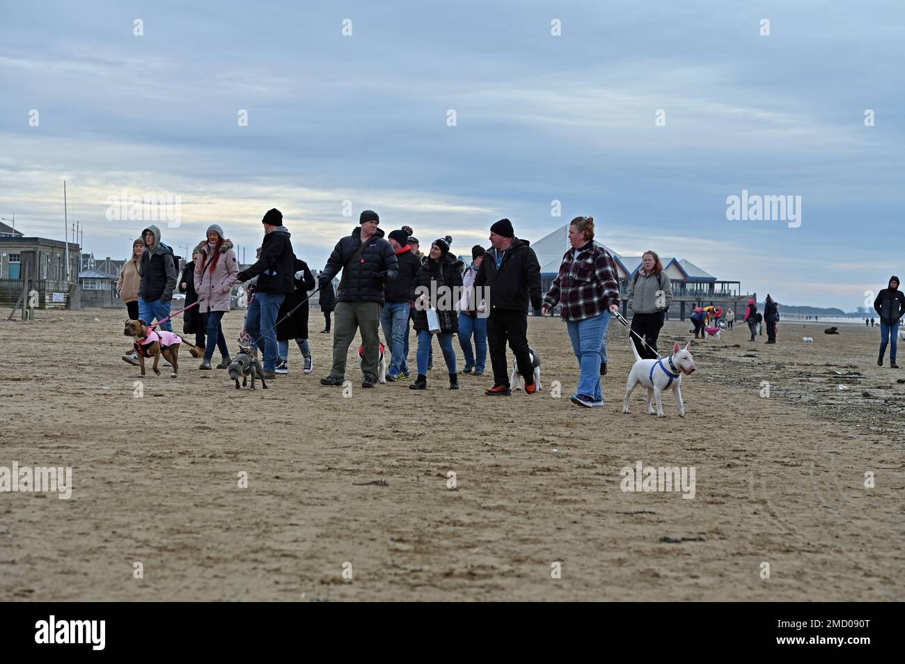 Weston Super Mare, UK. 22nd Jan, 2023. On a cold and dry afternoon a large group of dog walkers walk the sandy beach at Weston Super Mare North Somerset. Picture Credit Robert Timoney/Alamy Live News Stock Photo
