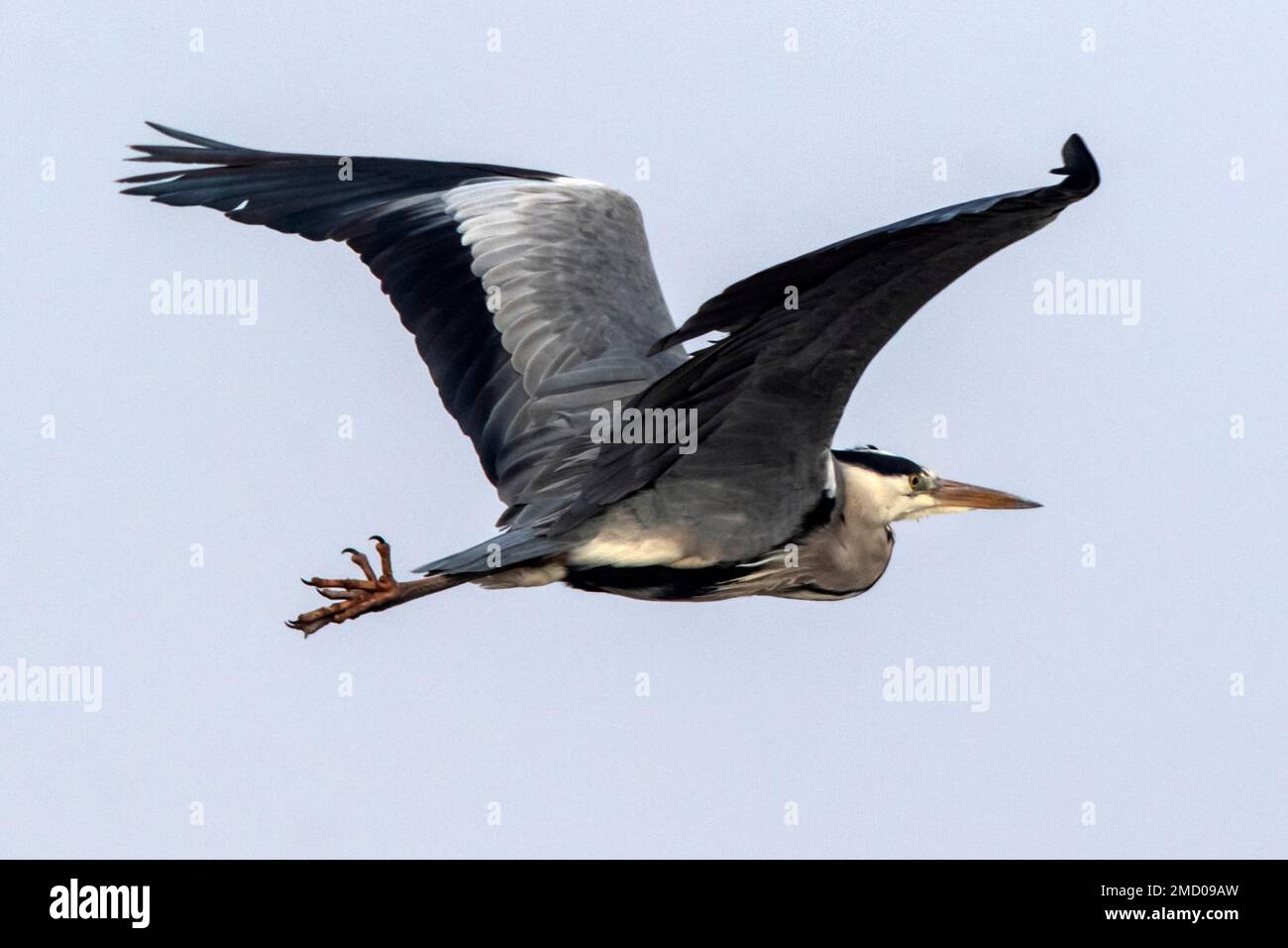A Heron flying on a very cold Wicken Fen in Cambridgeshire, UK, January 2023 Stock Photo
