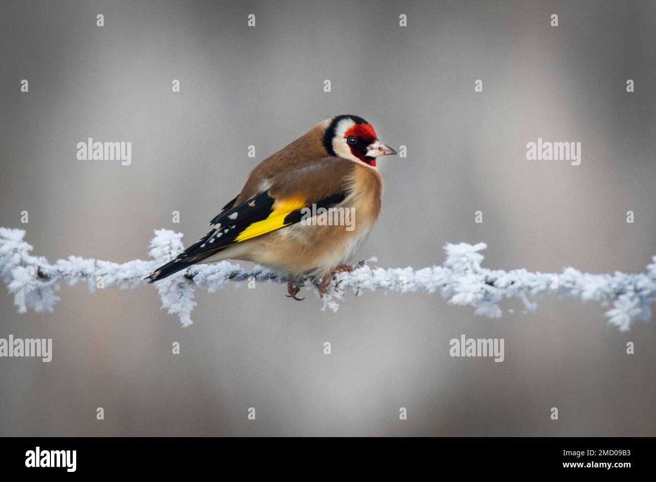 A very cold Goldfinch at Wicken Fen in Cambridgeshire, January 2023 Stock Photo