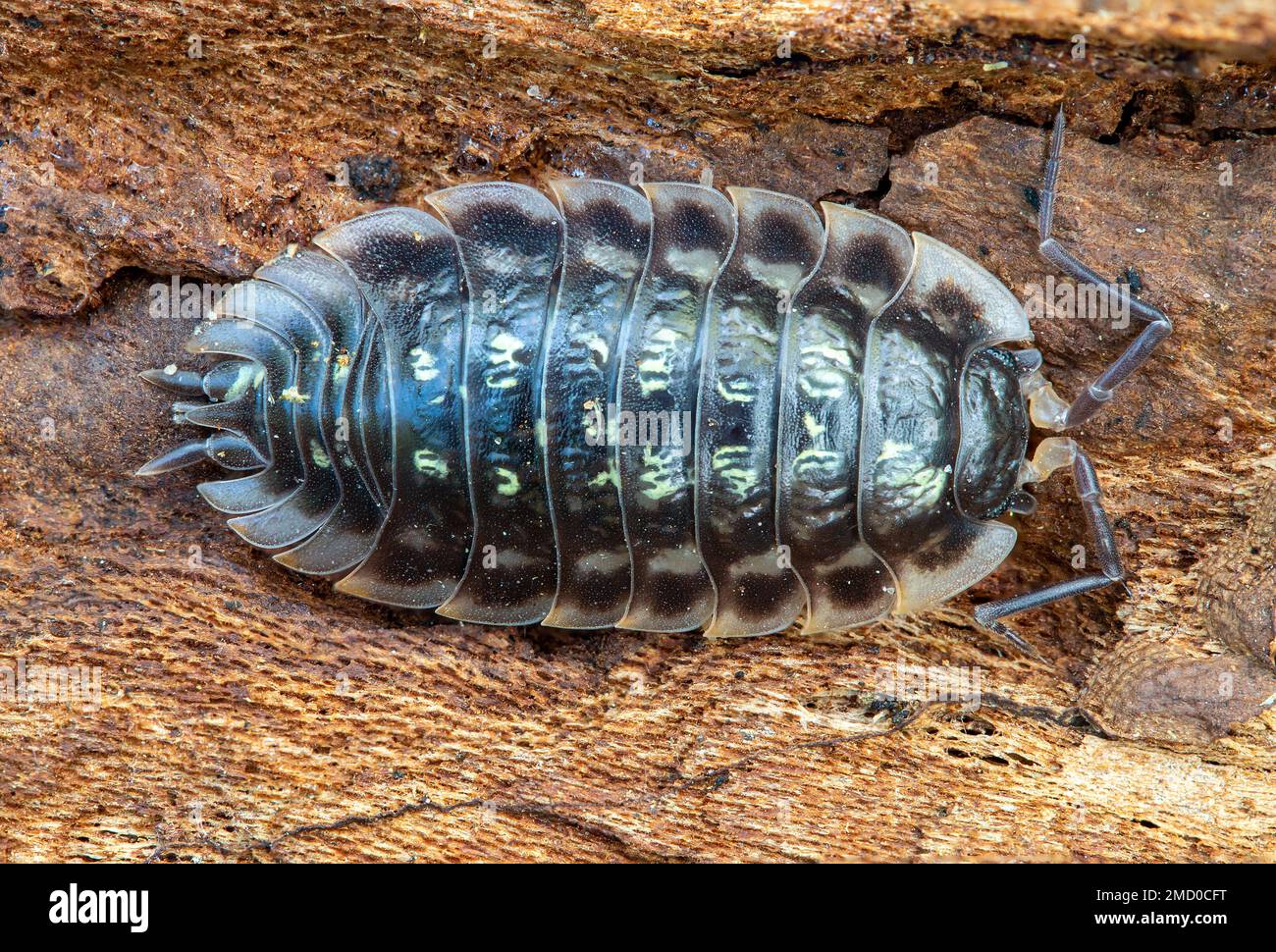 Closeup of a single armadillo bug, woodlouse, Oniscus asellus on a piece of bark, Lithuania Stock Photo