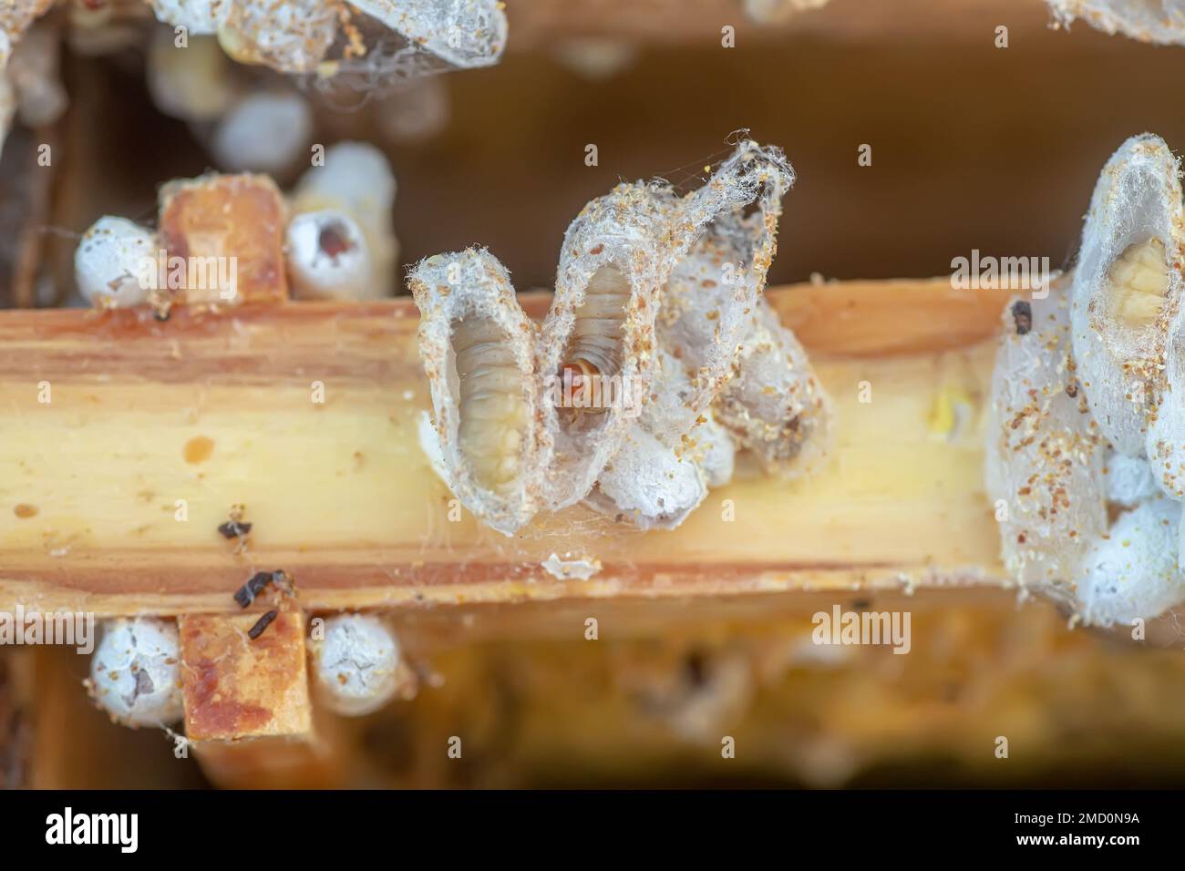 Fully-grown larvae form cocoons in comb debris, attached to frame or hive body. Larvae chew cavities to cement the cocoons, and lasting damage is done Stock Photo