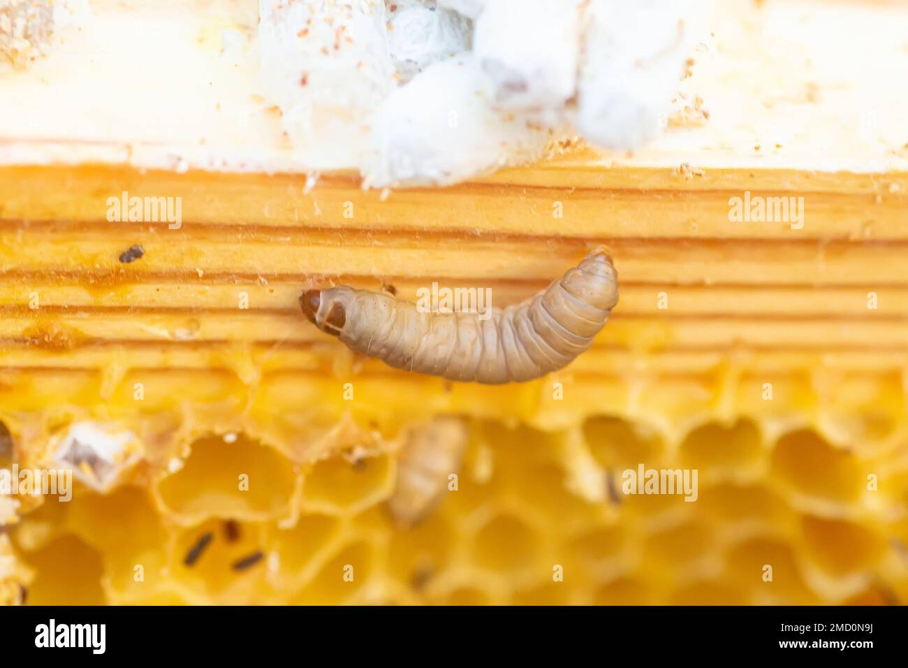 Waxworms, caterpillar larvae of wax moths, on damaged beeswax, frame