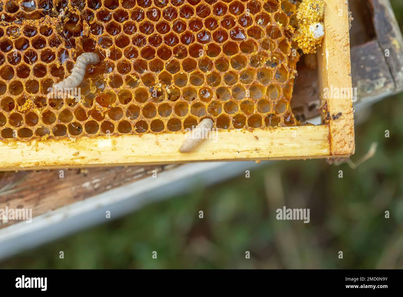 Waxworms, caterpillar larvae of wax moths, on damaged beeswax, frame with waxed wax moth Stock