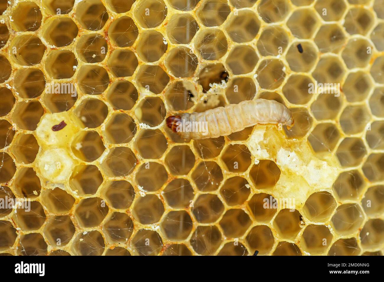 Waxworms, caterpillar larvae of wax moths, on damaged beeswax, frame