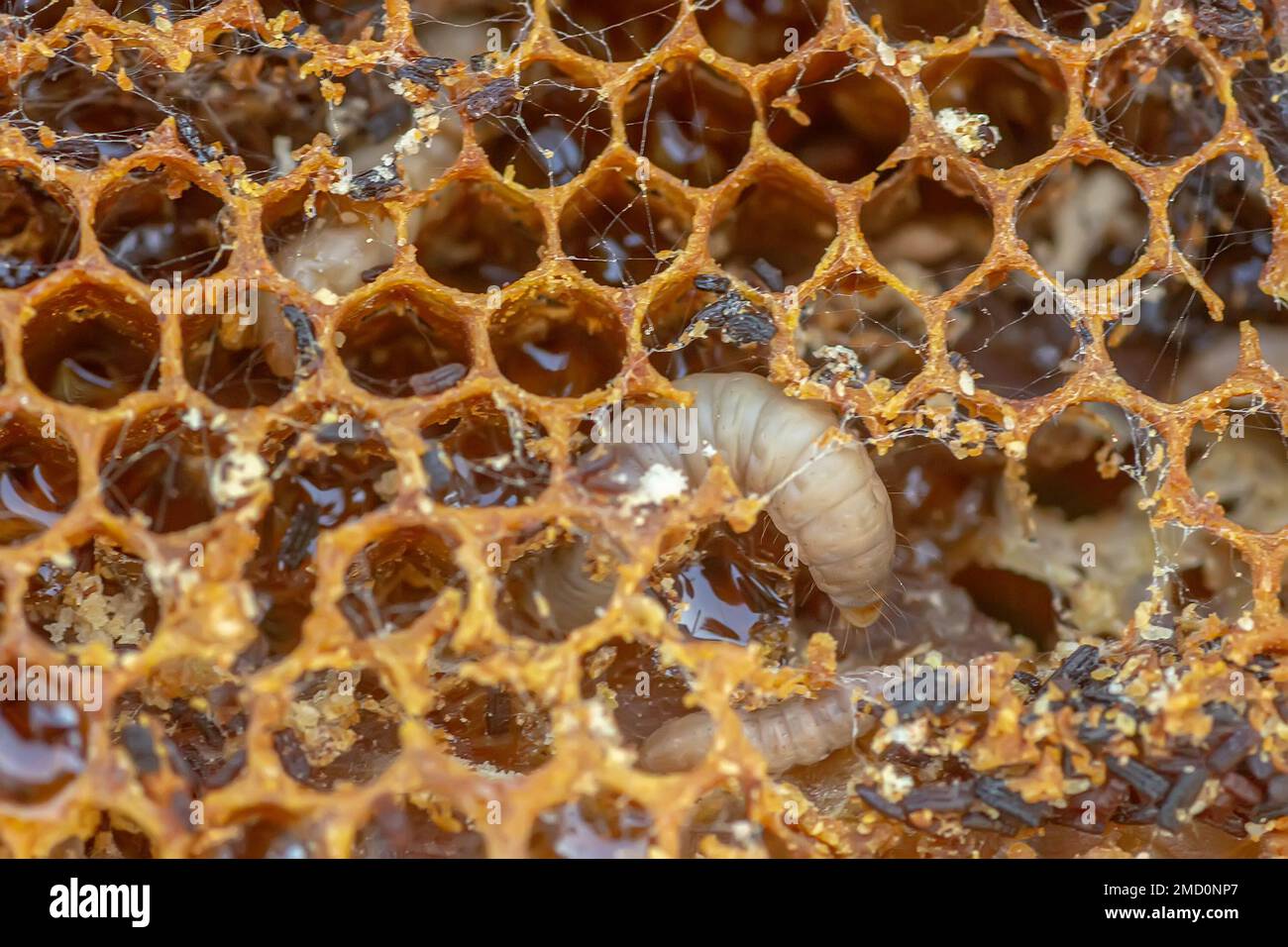 Waxworms, caterpillar larvae of wax moths, on damaged beeswax, frame