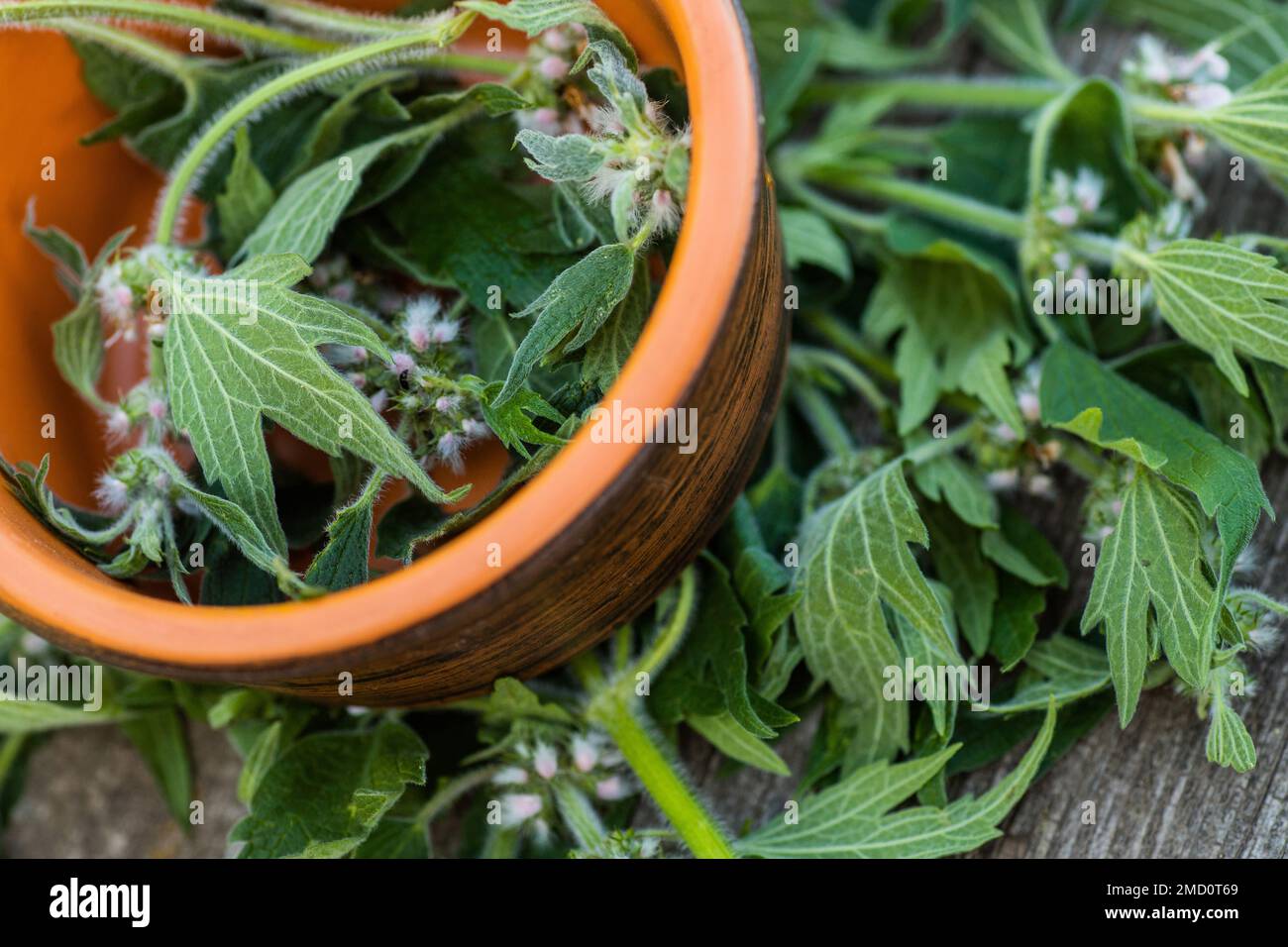 Leonurus cardiaca, motherwort, throw-wort, lion's ear, lion's tail medicinal plant In wooden plate. Ingredient for cosmetology and non-traditional med Stock Photo