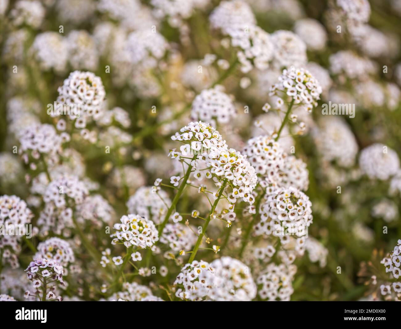 Dainty purple and white flowers of Lobularia maritima Alyssum maritimum