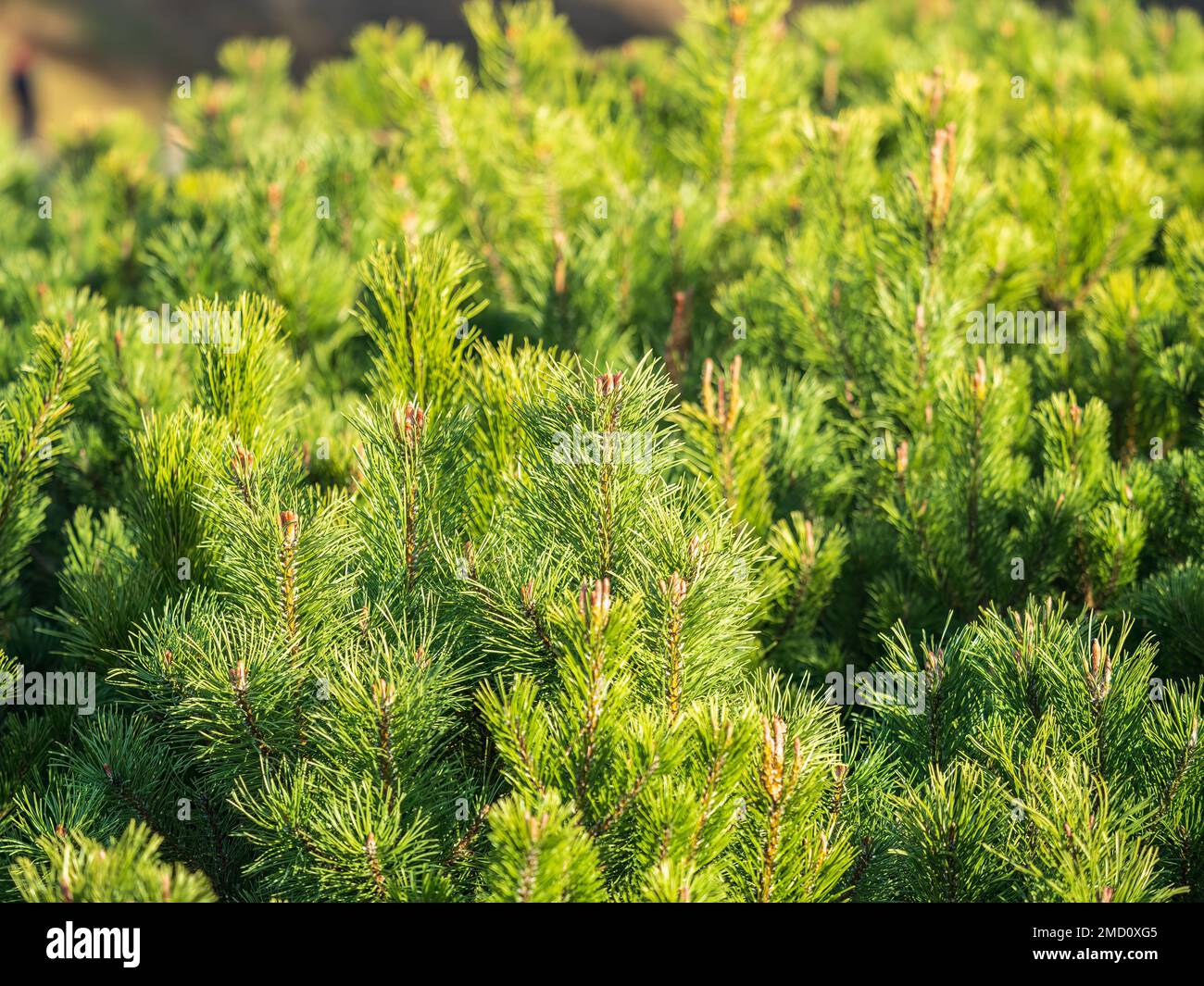 Green small pine trees with fresh shoots in spring or summer. Dense