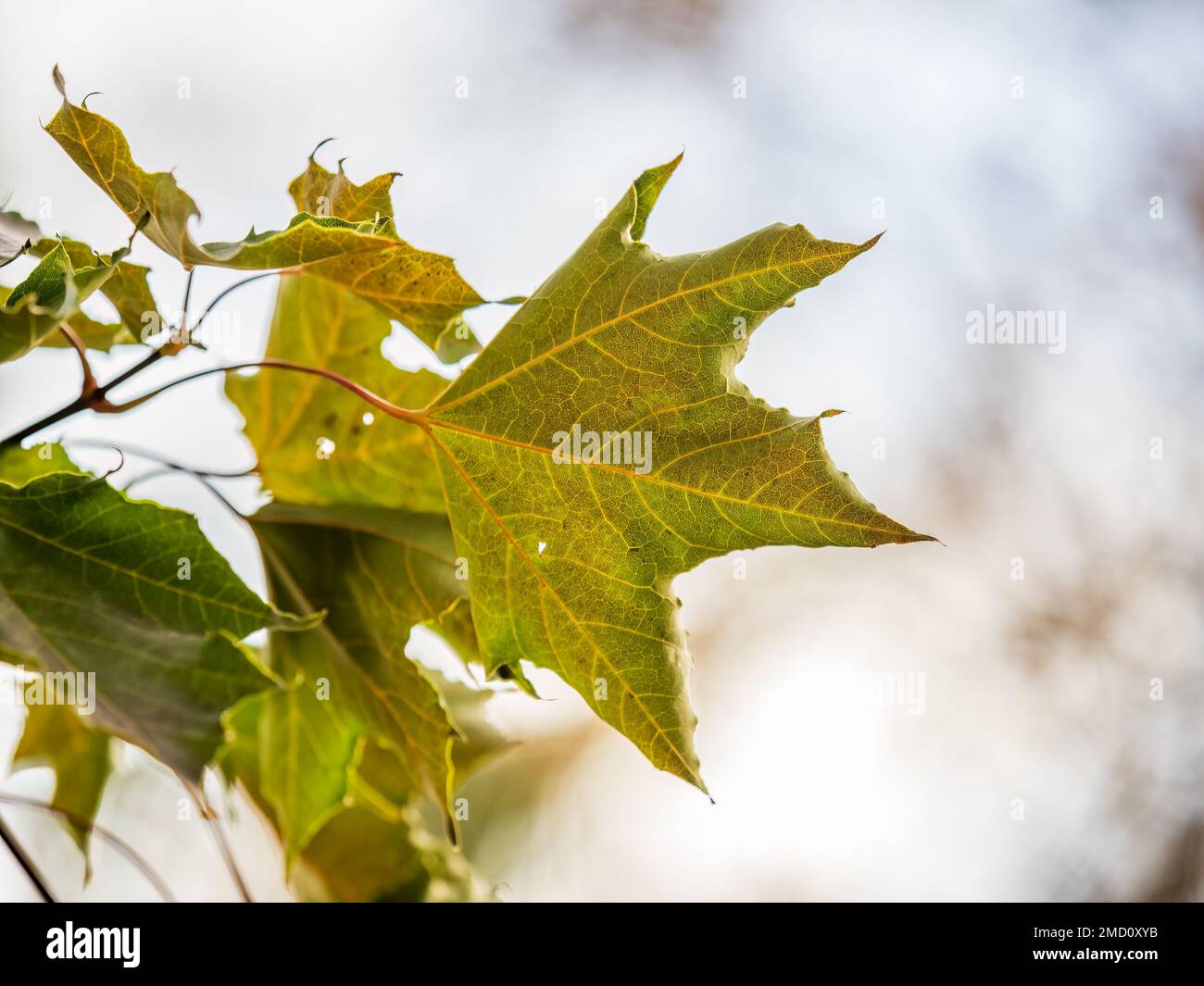 Maple branches with yellow leaves in autumn, in the light of sunset ...