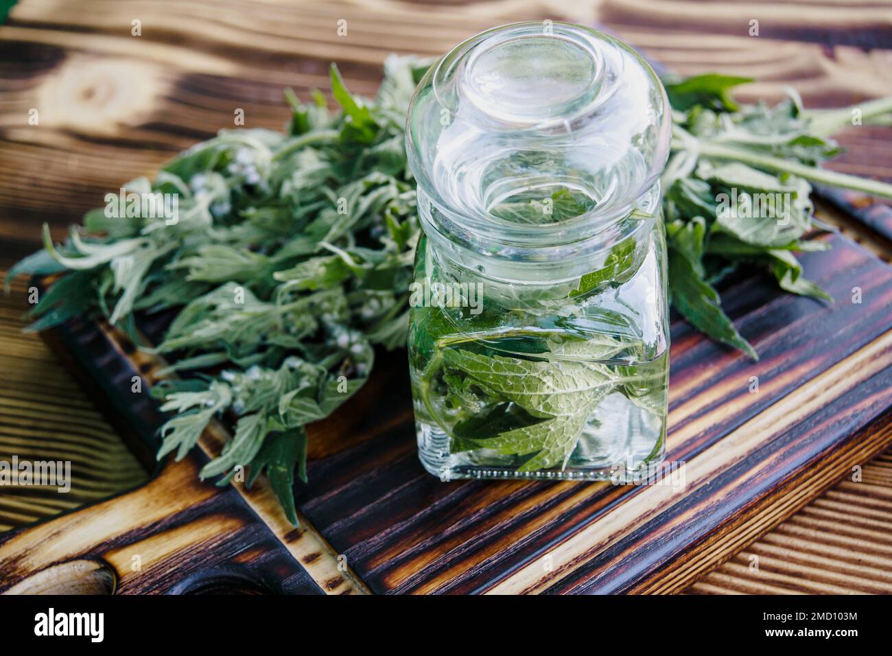 Leonurus cardiaca, motherwort, throw-wort, lion's ear, lion's tail medicinal plant . Transparent glass jar with condemned herbal. Ingredient for cosme Stock Photo
