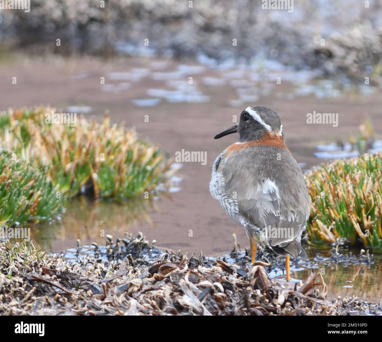 A near threatened diademed sandpiper-plover or diademed plover (Phegornis mitchellii) in boggy ground at about 5,000m in the Andes above San Mateo. Sa Stock Photo