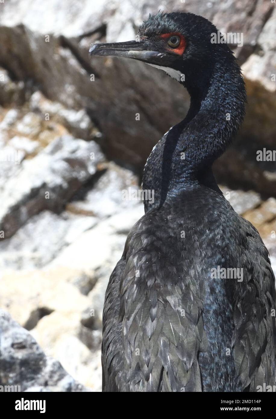 Portrait of a guanay cormorant (Leucocarbo bougainvillii)  on the guano covered cliffs of the Ballestas Islands. Ballestas Islands,Paracas, Peru. Stock Photo
