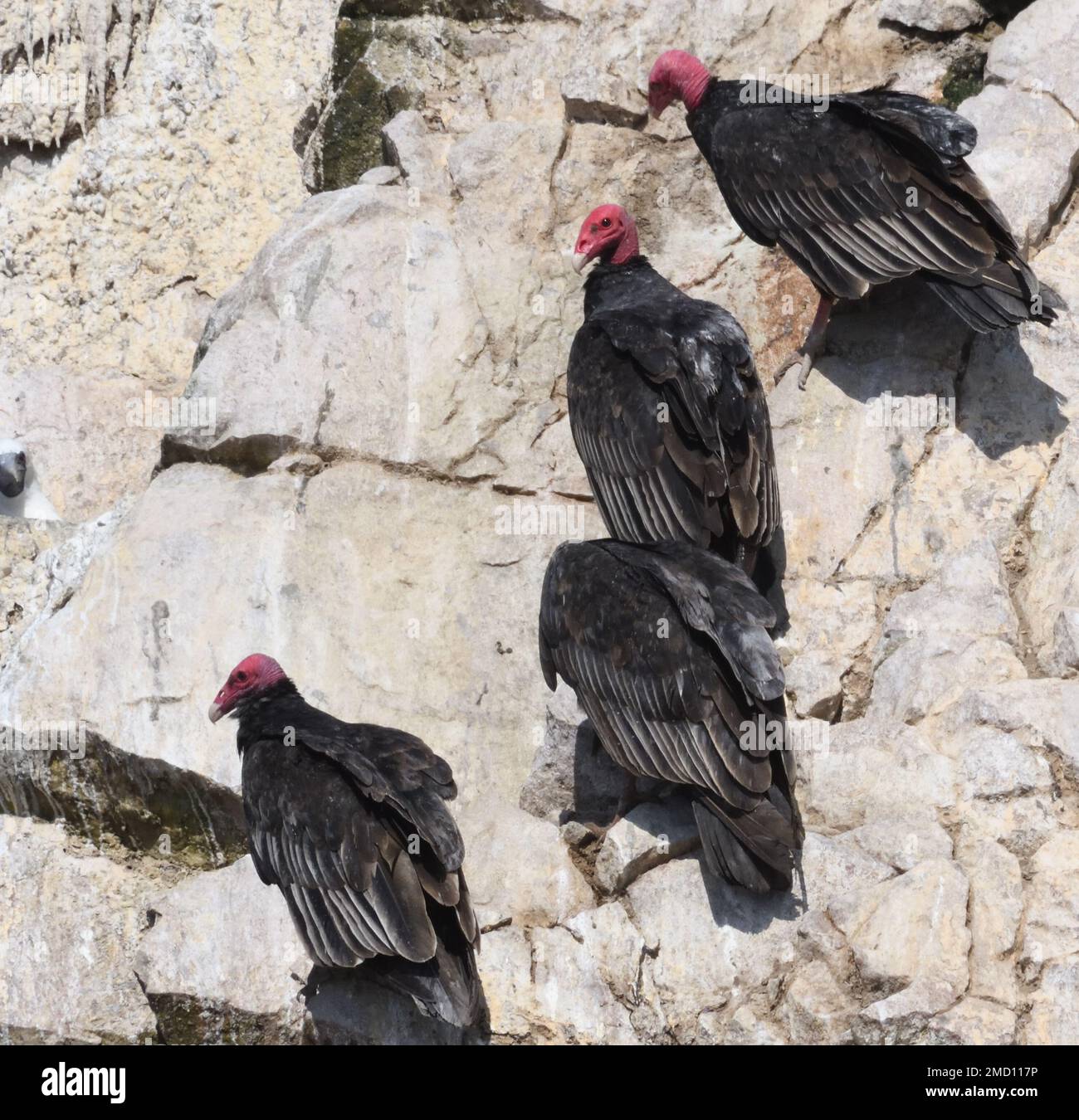 Four turkey vultures (Cathartes aura)  on the guano covered cliffs of the Ballestas Islands. Ballestas Islands,Paracas, Peru. Stock Photo