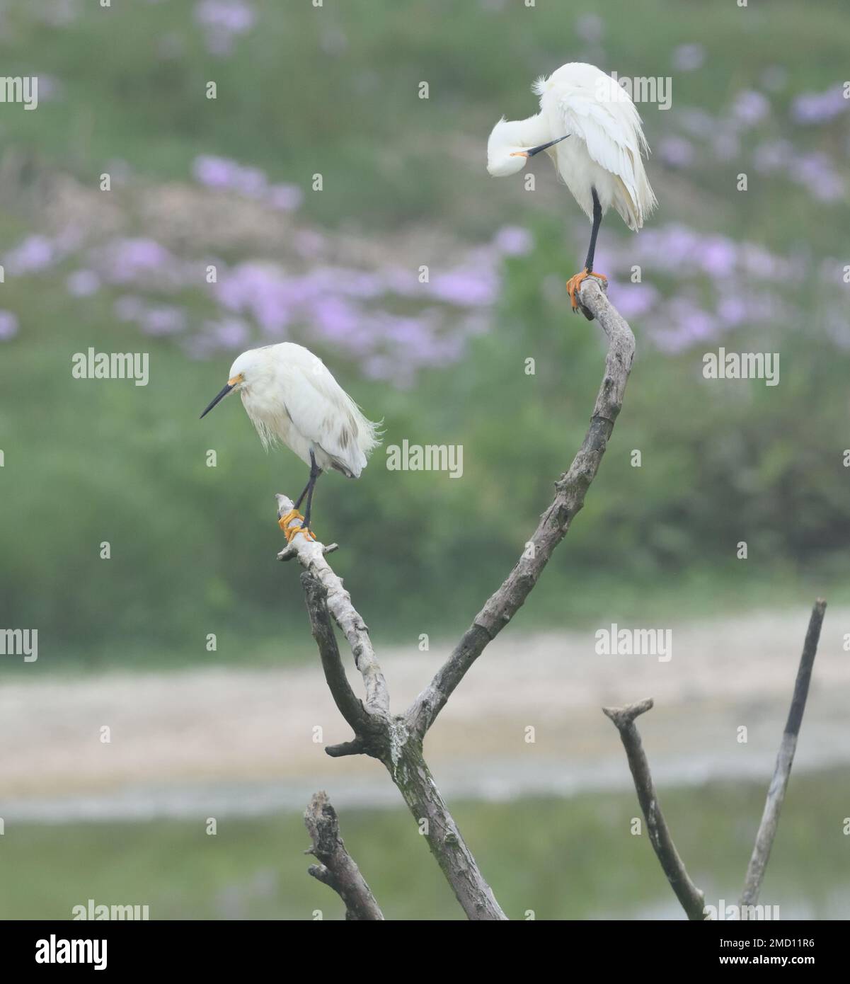 Two snowy egrets (Egretta thula) on a tree stump in a shallow pool. They displays the elegant plumes for which they were hunted in the twentieth centu Stock Photo