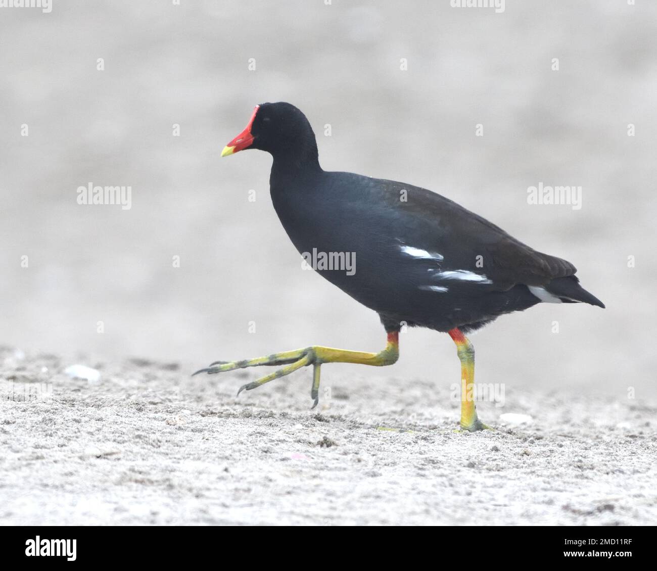 A common gallinule (Gallinula galeata) displays its long toes as it walks through sand between a pool and the sea. Pantanos de Villa Wildlife Refuge, Stock Photo