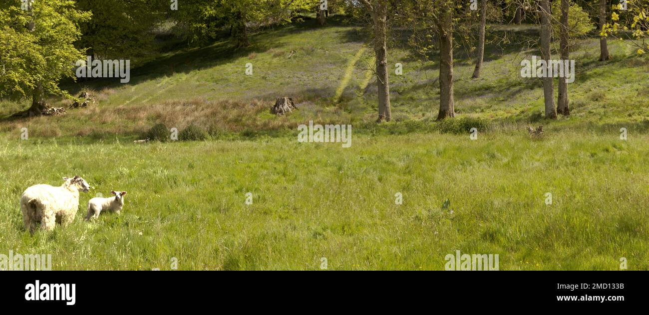 Sheep and Spring lambs in Somerset meadow Stock Photo - Alamy