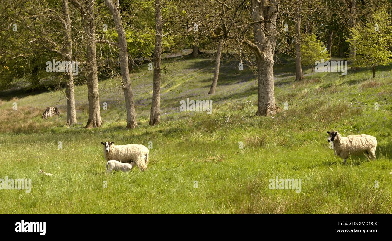 Sheep grazing in field somerset hi-res stock photography and images - Alamy