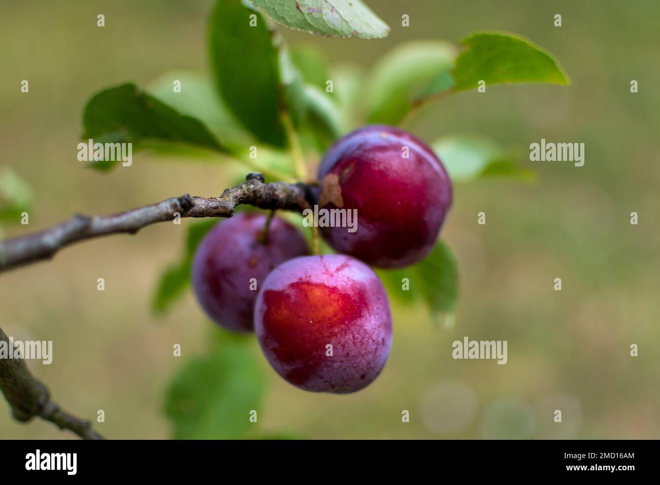 Wild plum tree in an orchard in France in summer. Blue and violet plums in garden, prunus