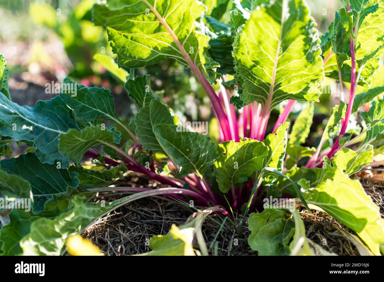 Red young chards growing in an ecological garden with mulch to preserve ...