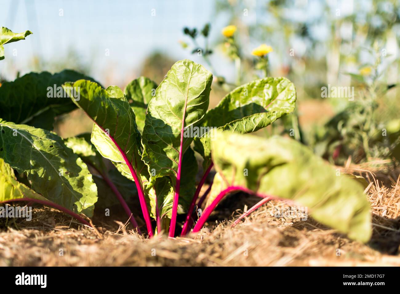 Red young chards growing in an ecological garden with mulch to preserve ...