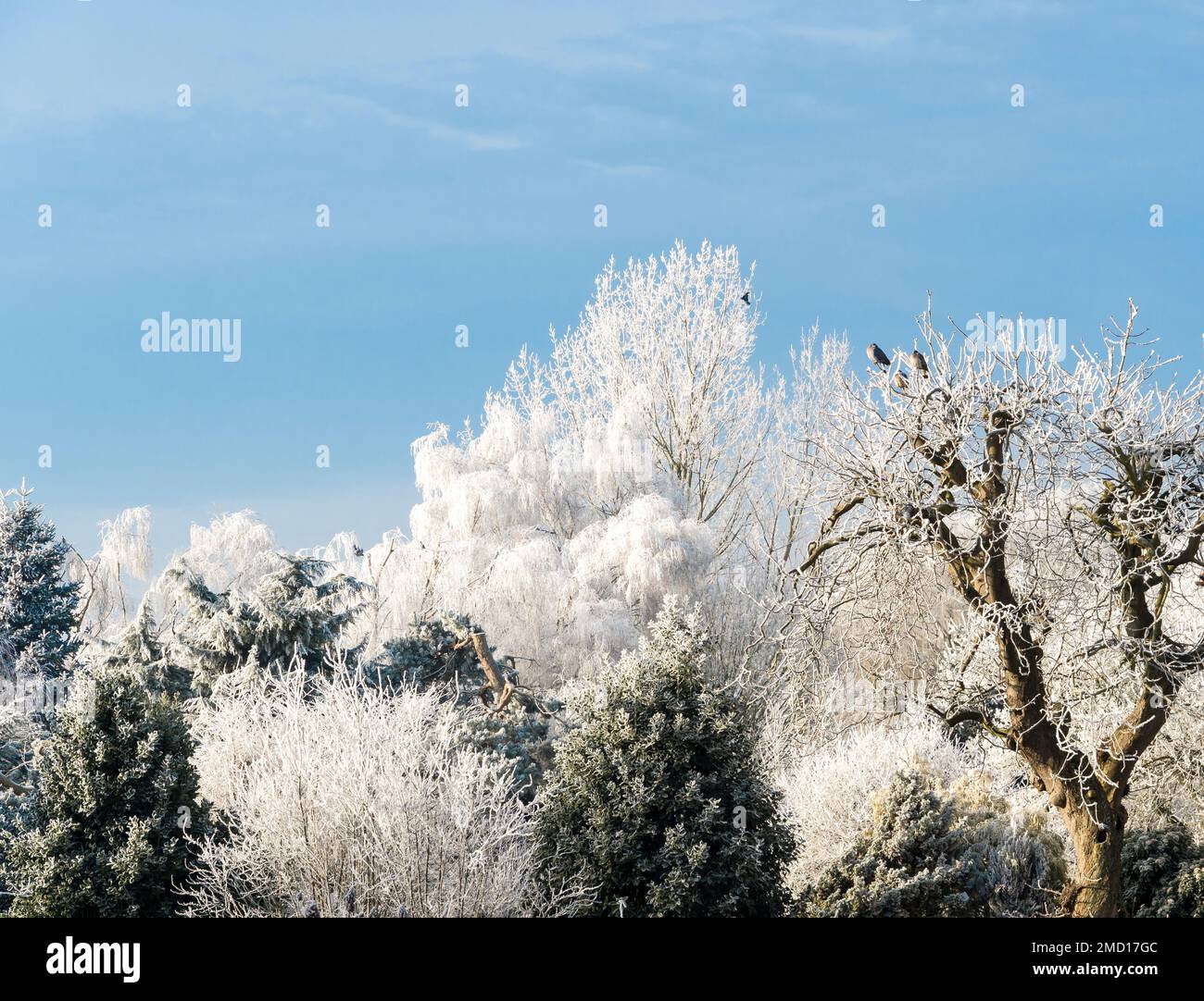 Heavy frost in tree tops, Cherry Willingham, Lincolnshire, 22nd Jan 2023-2 Stock Photo