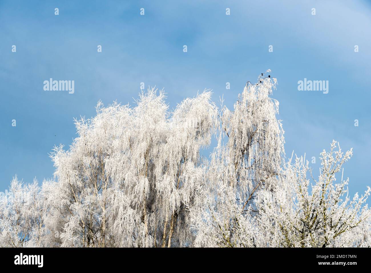 Heavy frost in tree tops, Cherry Willingham, Lincolnshire, 22nd Jan 2023 Willingham, Lincolnshire, 22nd Jan 2023 Stock Photo