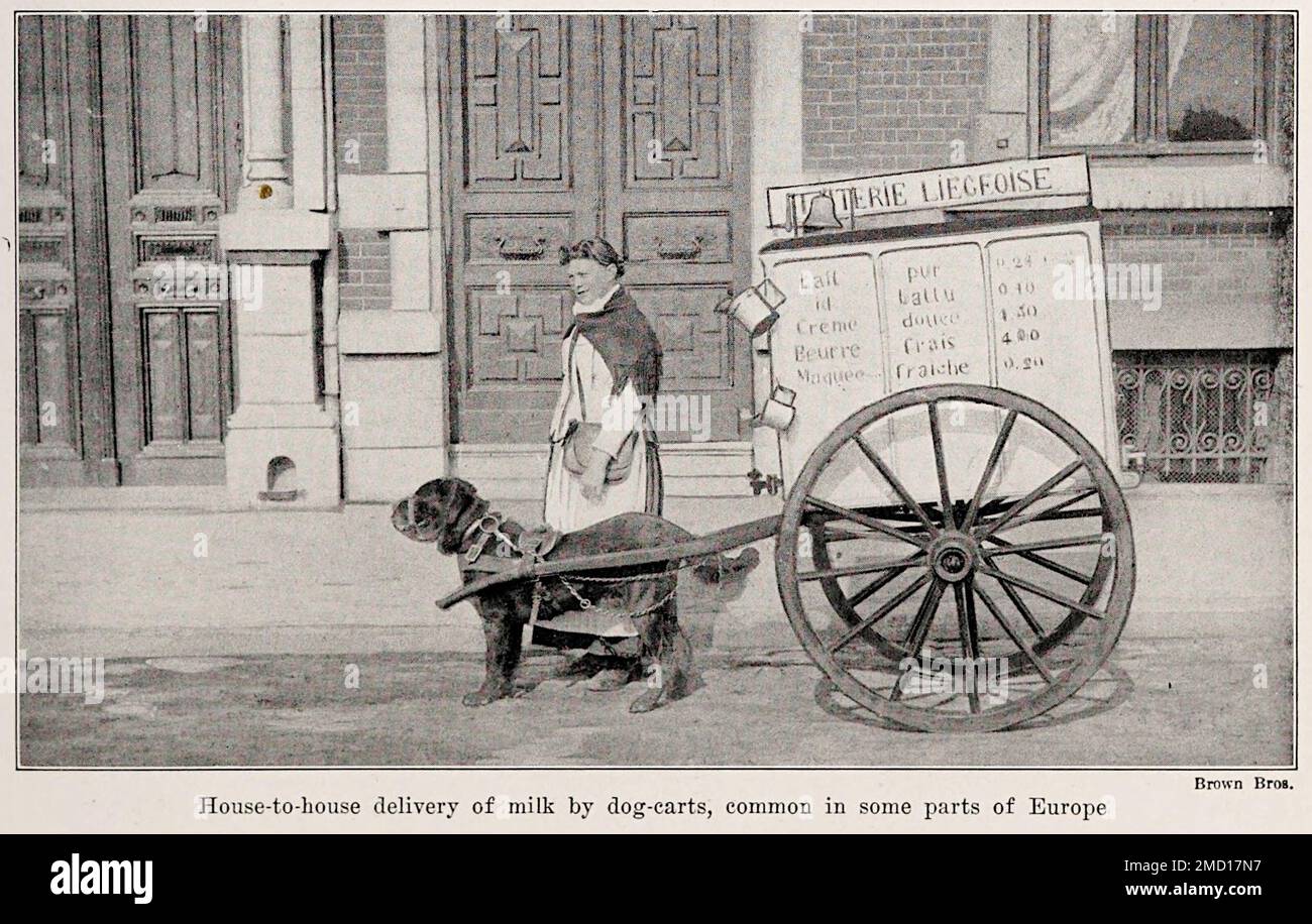House to House delivery of milk by dog cart in Liège, Belgium - 1923 - From Encyclopedia of Food by Artemas Ward. Stock Photo