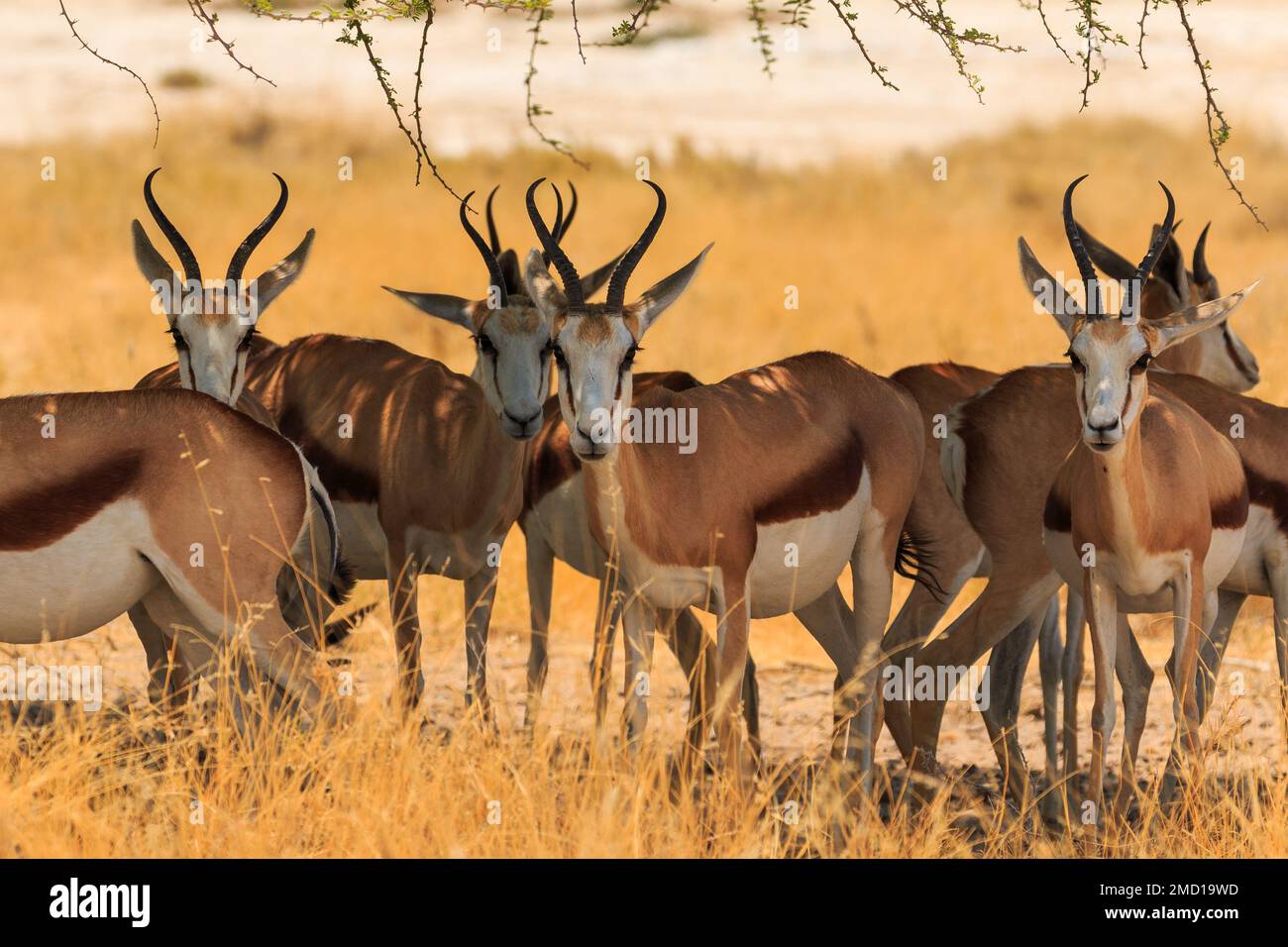 Springbok Medium size Antelope In Natural Habitat In Etosha National Springbok Medium size Antelope In Natural Habitat In Etosha National