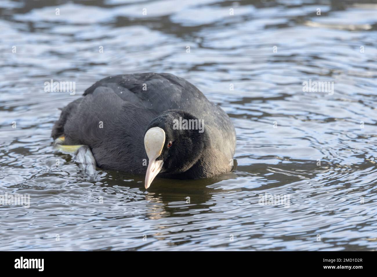 The Coot is a common rail of inland freshwater bodies. With a plain white frontal shield they are larger than their more colourful cousins, Stock Photo