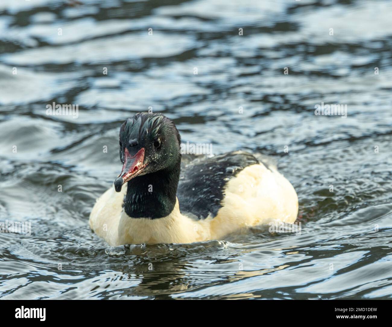 The male Goosander has a metallic green head. They dive for food and small groups often hunt co-operatively. Palearctic birds often over-winter Stock Photo