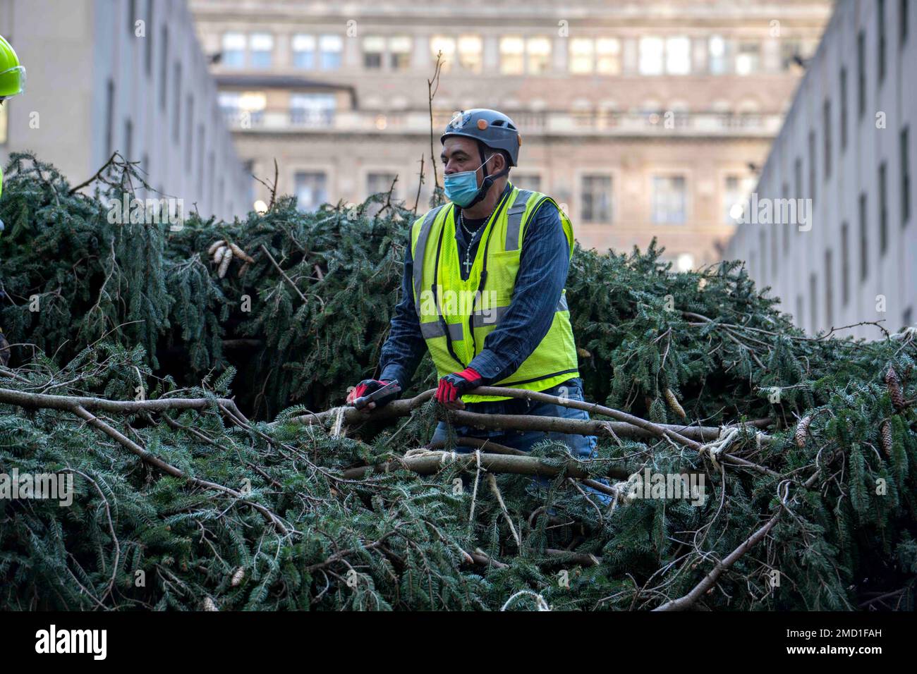 The 79foot tall Rockefeller Center Christmas Tree arrives from Elkton