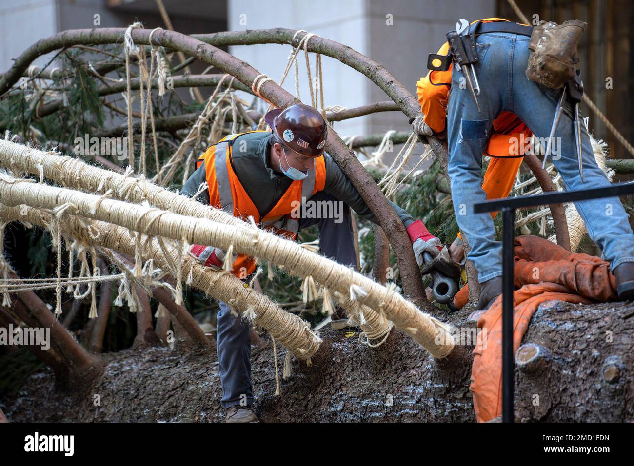 The 79foot tall Rockefeller Center Christmas Tree arrives from Elkton