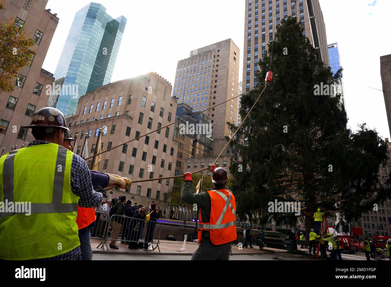 The 79foot tall Rockefeller Center Christmas Tree arrives from Elkton