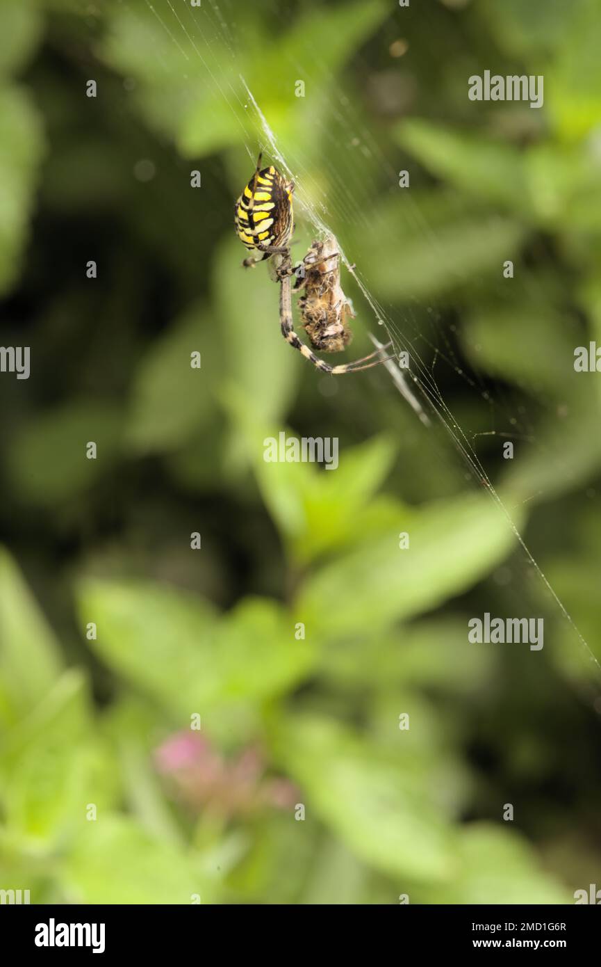 Wasp Spider (Argiope bruennichi) with bound prey in web Stock Photo - Alamy