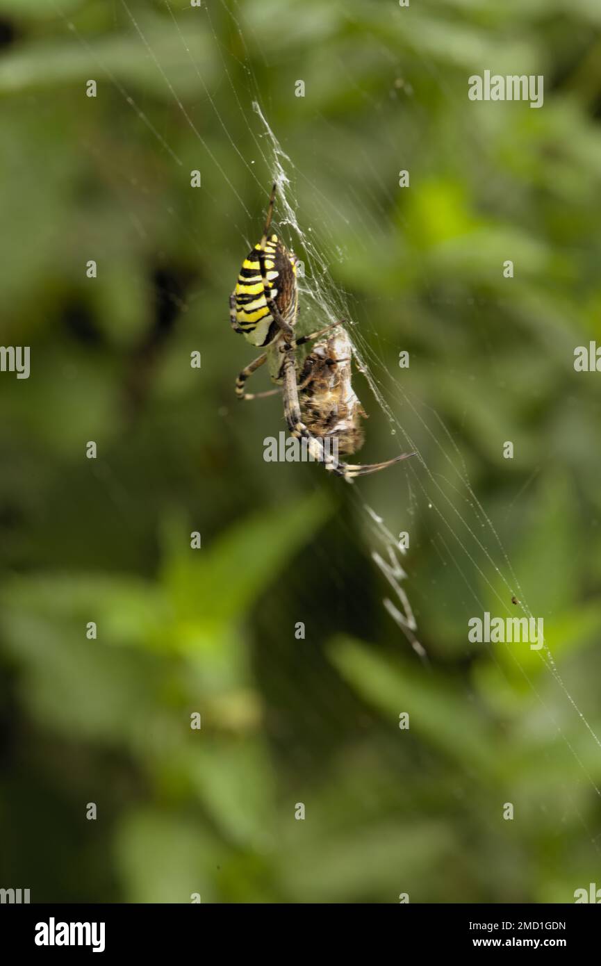 Wasp Spider (Argiope bruennichi) with bound prey in web Stock Photo - Alamy